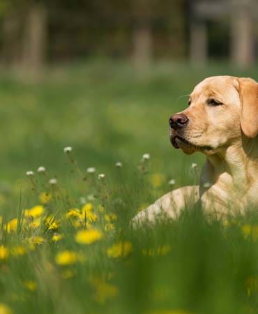 Labrador sitting in a field with buttercups