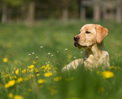 Labrador sitting in a field with buttercups