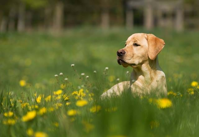 Labrador sitting in a field with buttercups