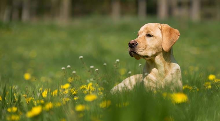 Labrador sitting in a field with buttercups