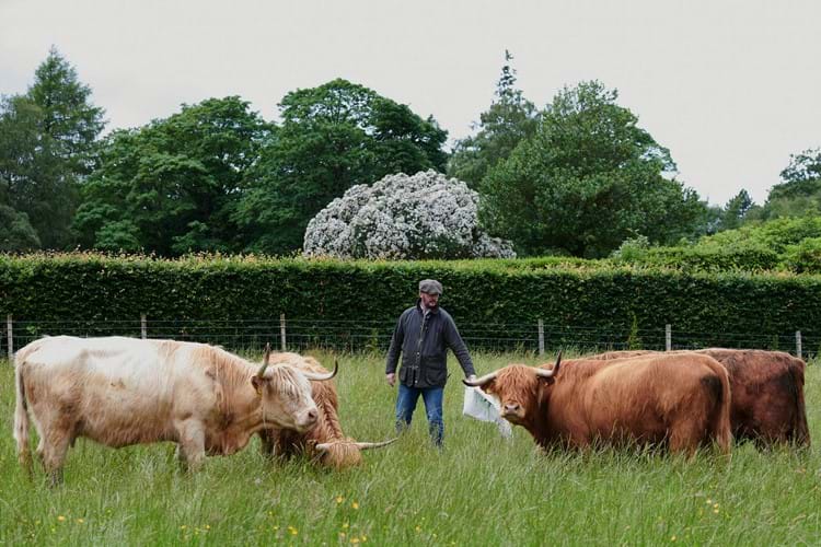Highland Cattle with a farmer