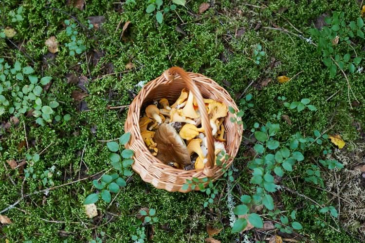 Mushroom foraging