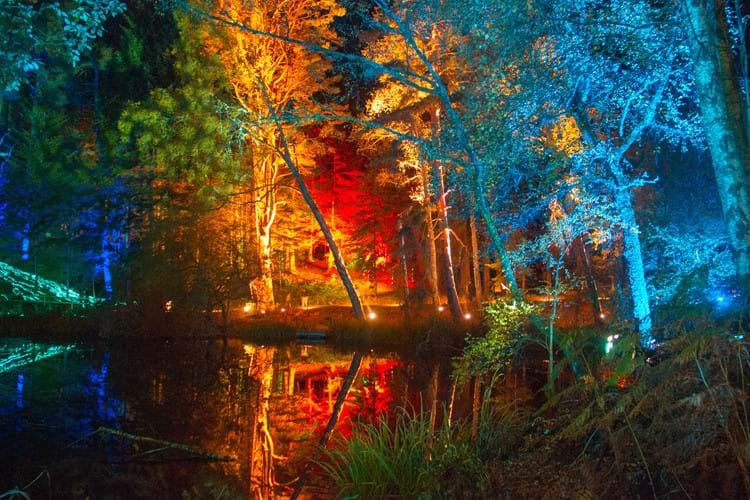 Enchanted Forest