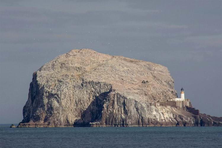 Bass Rock gannet colony