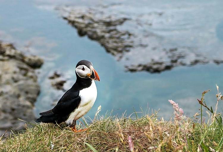 Puffin on Staffa